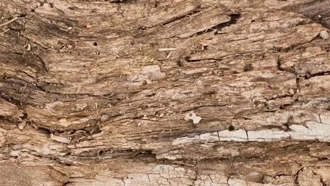 Cinematic close-up of an ancient fallen tree trunk, heavily weathered Video stock 334916952