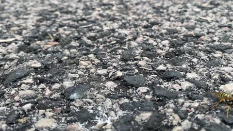 Cinematic Close Up of Bee Walking Across Asphalt Surface Vídeos de archivo 342727756