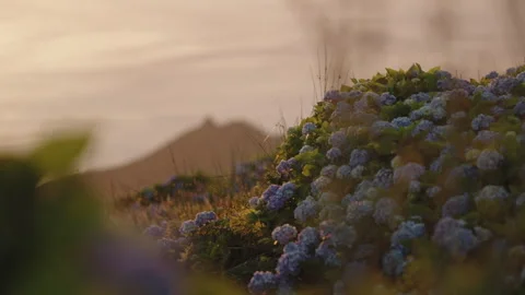 Cinematic Close-up of Blooming Blue Hydrangeas at Golden Hour Sunset, Blurred Vídeo Stock 335005965