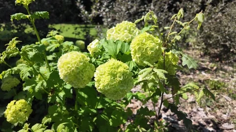 Cinematic Close Up Of Blooming Hydrangea Flowers In A Garden Stock Footage 336280688
