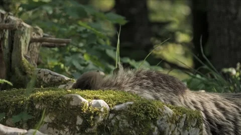 Cinematic Close-Up of Brown Bear Fur – Mysterious 8K Wildlife 스톡 동영상 321508965
