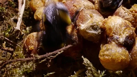 Cinematic Close-Up of Bumblebee Brood Cells with Moving Larvae – 4K Stock-Footage 320671785