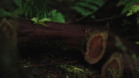 Cinematic Close-up of Cut Cedar Logs on the Mossy Forest Floor, Azores Woodlands 動画素材 335010108