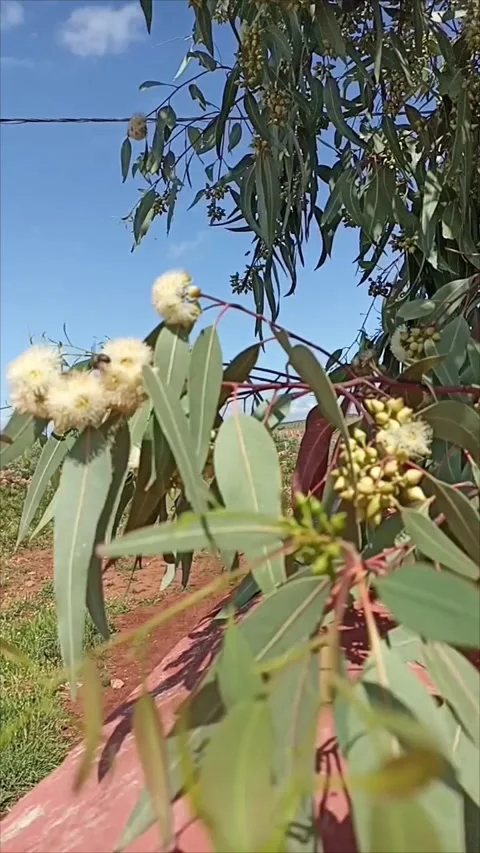 Cinematic Close-up of Eucalyptus Blossoms with Bees in Sunlight Stock Footage 333795000