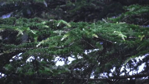 Cinematic Close-up of Evergreen Pine Tree Branches in Moody Forest Stock-Footage 329616003
