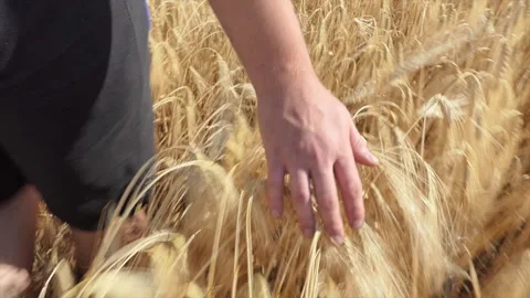 Cinematic close-up of a farmer touching ears of wheat to control the quality of Stock Footage 203791739