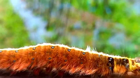 Cinematic Close Up Following Large Moth Larva Crawling on Wood, Showcasing Dense 스톡 동영상 343830080