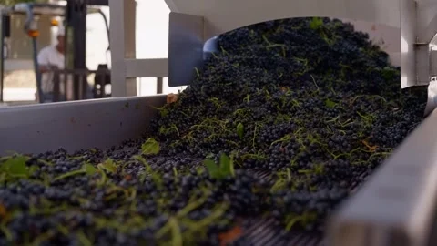 A cinematic close-up of a grape processing system in motion, showing the Stock Footage 345286980