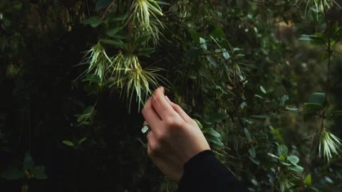 Cinematic close up Hand Interaction with Pine Tree Branches in Dark Forest Stock Footage 269214406