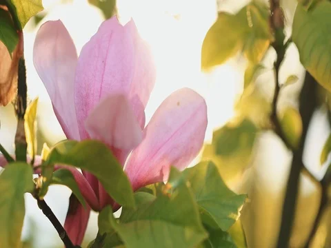Cinematic Close-up of Magnolia tree blossoms. SLOW MOTION 4K DCi. Lens Flare. 動画素材 75690772