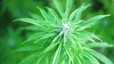 Cinematic Close-up Marijuana (Cannabis) Bud - Outside Morning Hd Stock Footage