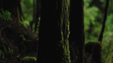Cinematic Close-up of a Moss-Covered Tree Trunk in a Lush, Misty Forest 動画素材 335009923
