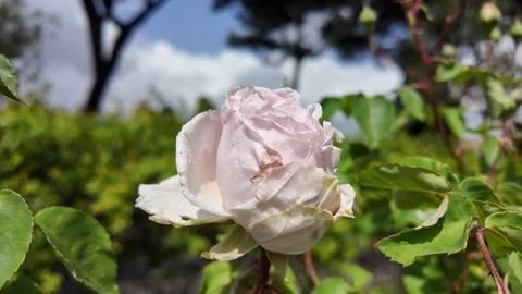 Cinematic close-up of a pale bourbon rose in a garden Stock Footage 336797728