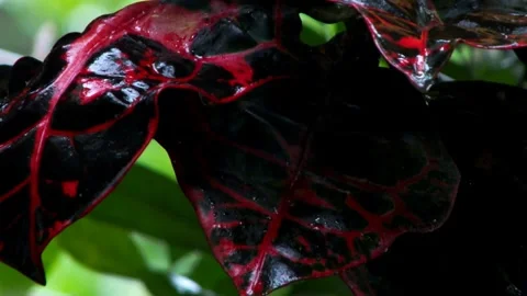 Cinematic Close Up of Rain Droplets Falling from Leaf Stock Footage 328348191