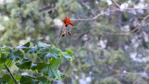 Cinematic Close-up of Red Geranium Flower with Copy Space 4K Видео 330960512