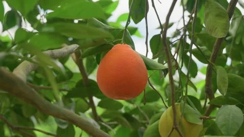 Cinematic close-up of a ripe citrus fruit hanging naturally from a leafy tree Stock Footage 340032038