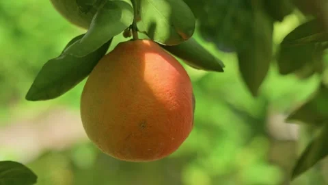 Cinematic close-up of a ripe orange hanging from a healthy citrus tree in a Stock Footage 340031995
