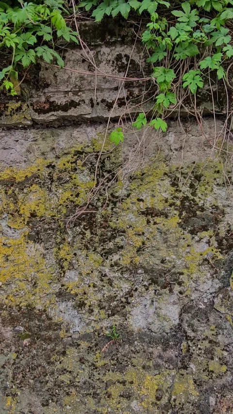 Cinematic close-up of a rustic stone wall covered in green lichens Stock Footage 335833714