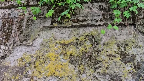Cinematic close-up of a rustic stone wall covered in green lichens Stock Footage 335833742