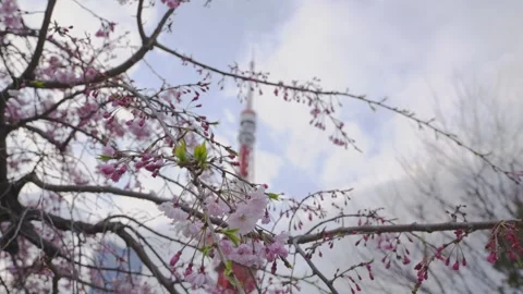 Cinematic close-up of sakura blossoms in sharp focus, with Tokyo Tower softly Stock Footage 340413130