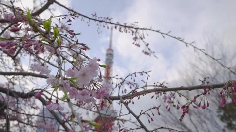 Cinematic close-up of sakura blossoms in sharp focus, with Tokyo Tower softly Stock Footage 340413167