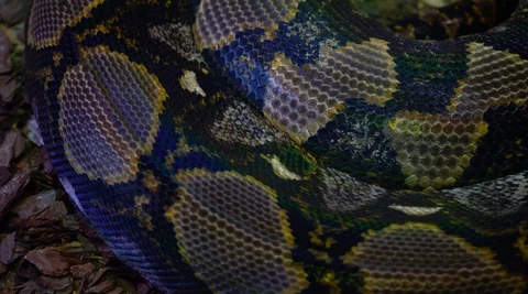 Cinematic Close up Shot of A Big Thick Royal Python Snake Stock-Footage 120744404