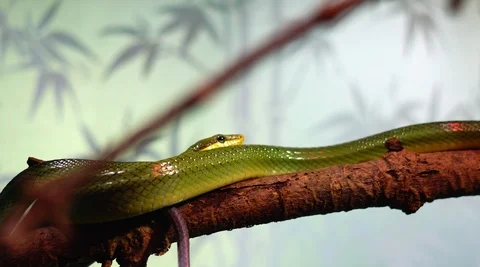 Cinematic Close up Shot of A Red-Tailed Green Ratsnake Stock Footage 120744227