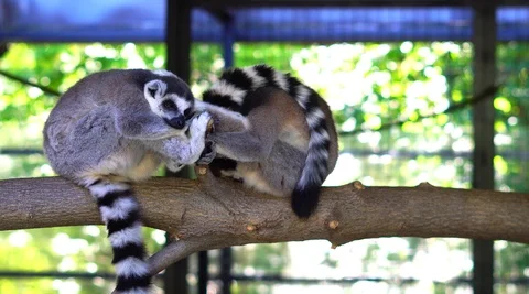Cinematic Close up Shot of Ring-Tailed Lemur Stock Footage 120744090
