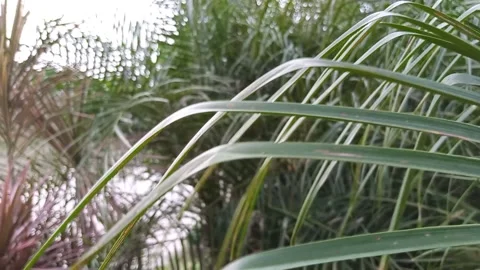Cinematic close up shot sharp palm swaying in the breeze with bokeh blurred Stock Footage 146043409