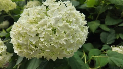 Cinematic close-up shot of a white hydrangea inflorescence in bloom Vídeos de archivo 346167993