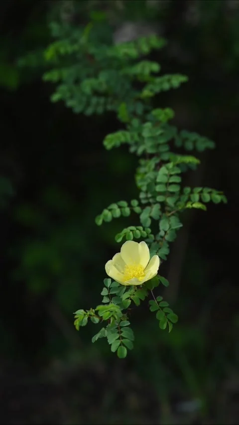 Cinematic Close Up of Single Yellow Wild Rose Blooming on Green Branch Vidéo 330108555