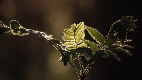 CINEMATIC CLOSE UP: small ashberry tree growing in wild forest. Sun shining Stock Footage 90116895