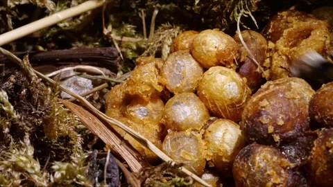 Cinematic Close-Up Time-Lapse of Bumblebee Brood Cells with Moving Larvae – 4K Stock-Footage 320671787