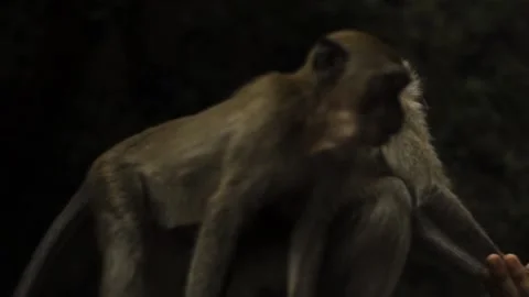 Cinematic close-up of two monkeys. Stock Footage 154160401