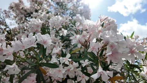 Cinematic Close-Up Of A Vibrant Blooming Oleander Bush In A Mediterranean Garden Stock Footage 338010600