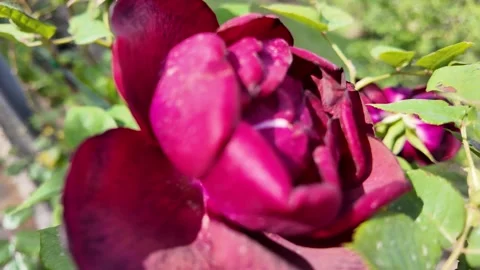 Cinematic Close-up Of Vibrant Red El Toro Roses Stock Footage 336798285