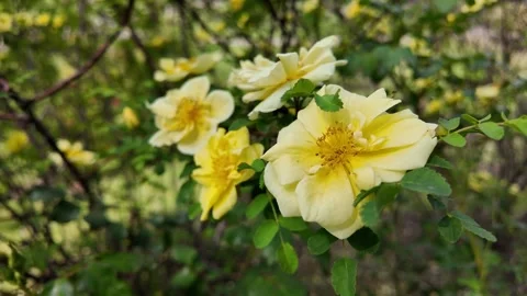 Cinematic Close-Up Of Vibrant Rosa Hugonis In Bloom Stock Footage 336798026