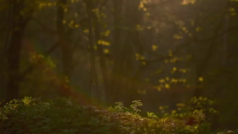 Cinematic close-up view deep inside a magical forest, warm sunset sunlight Stock Footage 334986523