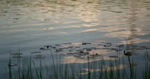 Cinematic close-up of water surface with lily pads. Видео 336656892