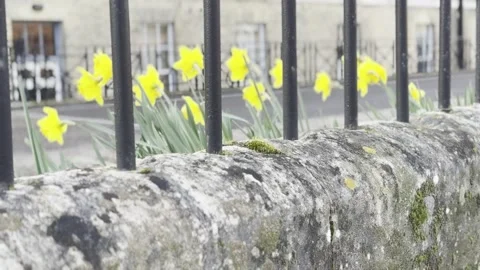 Cinematic Close Up of Yellow Daffodils Behind Iron Fence in Urban Street Stock Footage 330912007