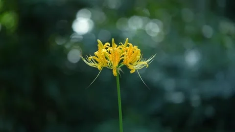 Cinematic close-up of a yellow spider lily with cold tones (4K) Stock Footage 346657930