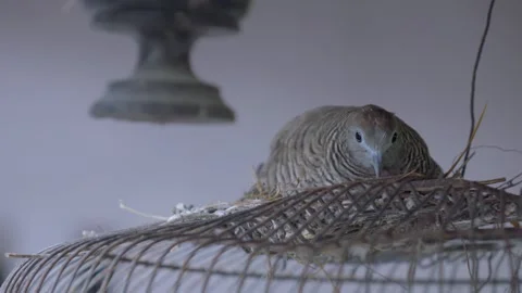 Cinematic Close-up of Zebra Dove Nesting on Rusty Cage Video stock 335615766