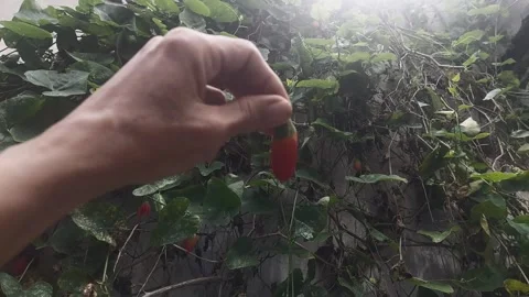 Cinematic Coccinia Video stock 299605768