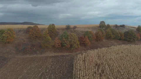 Cinematic Corn Field And Trees Cloudy Vidéo 260385655