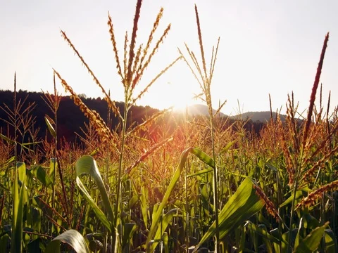 Cinematic Corn Field Crop Agriculture Mountains Sunset 5K Stock Video Footage Stock Footage