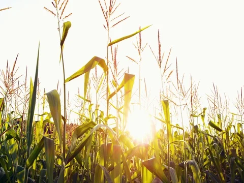 Cinematic Corn Field Crop Agriculture Mountains Sunset 5K HD Stock Video Footage Stock-Footage