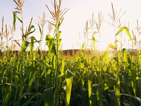 Cinematic Corn Field Crop Agriculture Mountains Sunset 5K HD Stock Video Footage Stock Footage