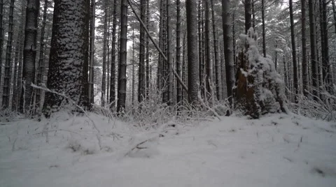 Cinematic crane shot in pine forest as snow falls revealing beautiful snow Stock Footage 61009371