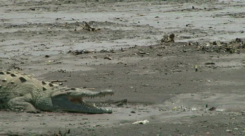 Cinematic Crocodile Stalker Predator Stock Footage 621252