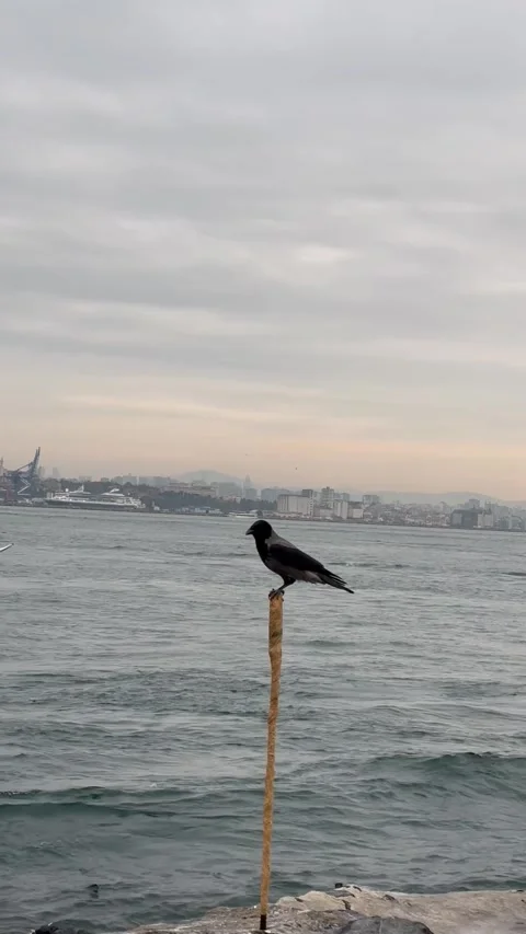 Cinematic Crow Perched on a Pole and Flying Away Over the Sea Stock Footage 336568731
